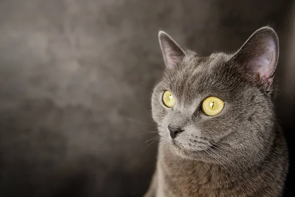 Grey Scottish cat with yellow eyes on a grey background.
