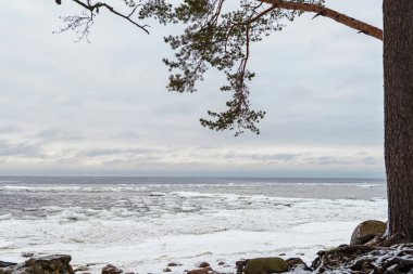 Ağaçların dalları arasından Baltık Denizi 'nin kışı manzarası