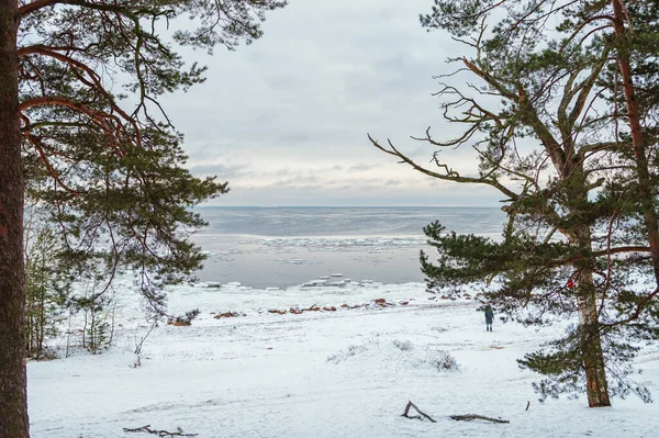 Blick Auf Die Winterliche Ostsee Durch Den Fichtenwald — Stockfoto
