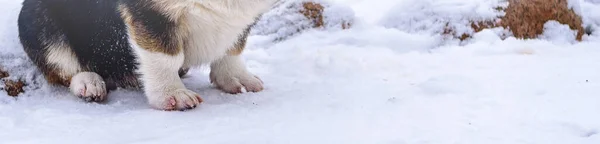 雪の中でコーギー犬の足を持つバナー — ストック写真