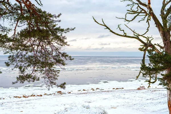 Vista Del Mar Baltico Invernale Attraverso Rami Degli Alberi — Foto Stock