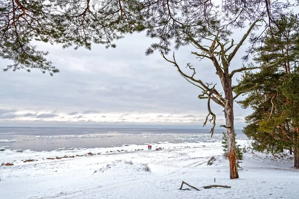 Widok Zimowego Bałtyku Przez Gałęzie Drzew — Zdjęcie stockowe