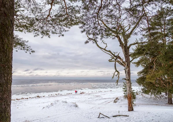 Uitzicht Winter Oostzee Door Takken Van Bomen — Stockfoto