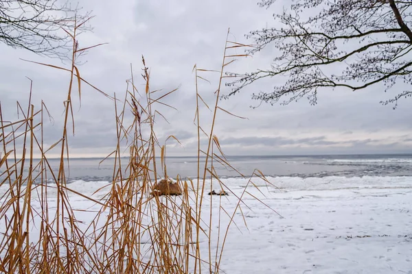 Strand Aan Oostzeekust Kustlandschap Met Zandstrand Duinen Gras Een Winterdag — Stockfoto