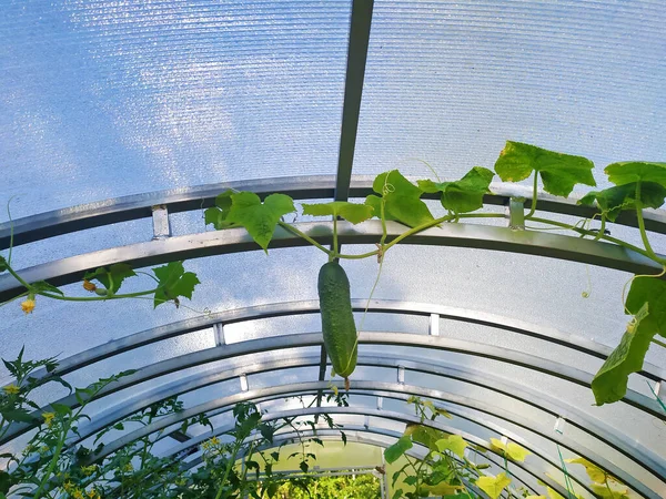 Lone Cucumber Greenhouse Healthy Way Life Eco Friendly Healthy Food — Stock Photo, Image