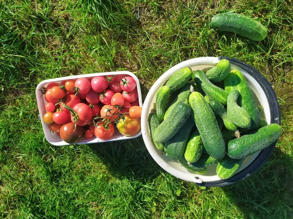 環境に優しい庭から選んだ野菜を熟す 健康的な生き方だ 環境に優しく健康的な食品 — ストック写真