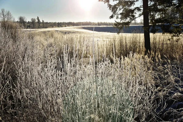 Frosty Ochtend Met Sneeuwvelden Een Mooie Winterdag — Stockfoto