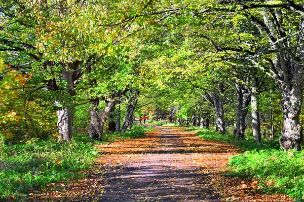 Estrada Para Parque Início Outono — Fotografia de Stock