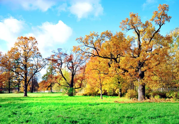 Paisagem Outono Com Belas Folhas Bordo Amarelo — Fotografia de Stock