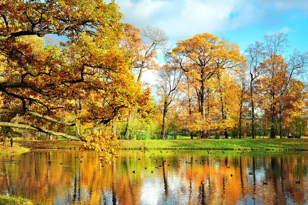 Paisagem Outono Com Belas Folhas Amarelas Com Reflexo Água — Fotografia de Stock