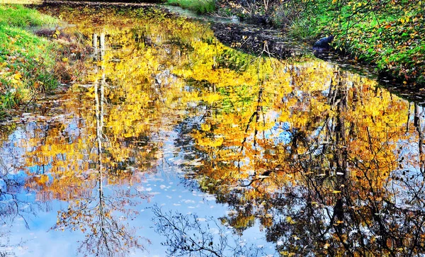 Herfst Landschap Met Prachtige Gele Bladeren Reflectie Van Het Water — Stockfoto