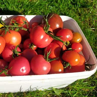 Çevre dostu bir bahçeden toplanmış olgun sebzeler. Sağlıklı bir yaşam tarzı. Çevre dostu ve sağlıklı yiyecekler..