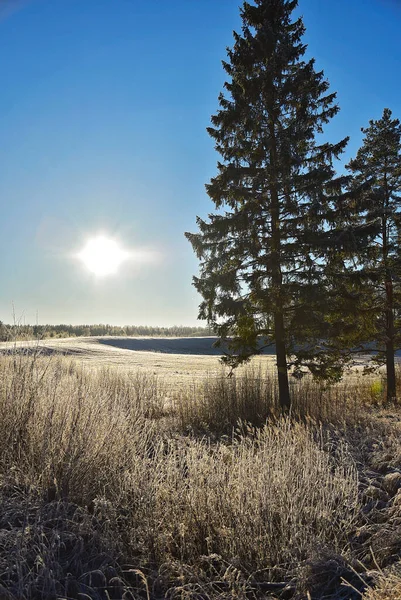 Mañana Helada Con Campos Nieve Hermoso Día Invierno — Foto de Stock