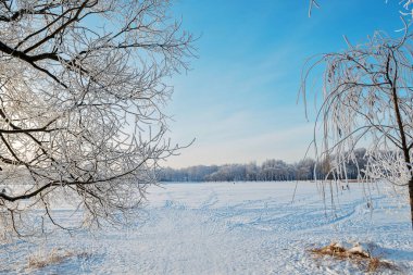 Karlı güzel kış manzarası. Ağaçların dalları güzel karlarla kaplı..