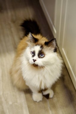 Mutfakta yerde oturan komik renkli kedi.