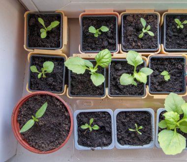 Pencere kenarındaki plastik kaplarda biber ve çiçek tohumları..