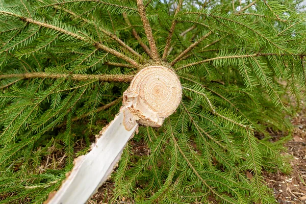 sawn top of a spruce tree. The top is thrown out when cutting and goes for firewood.
