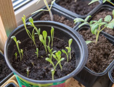 Pencere kenarındaki plastik kaplarda biber ve çiçek tohumları..