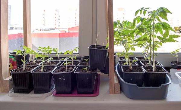 seedlings of tomatoes and flowers in plastic containers on the windowsill.