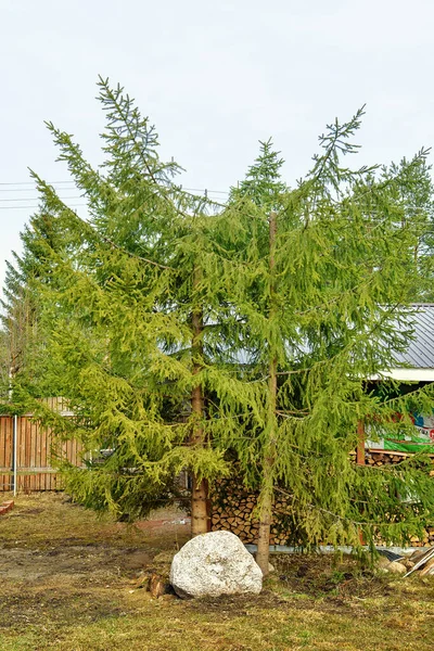 Bir Çam Ağacının Tepesinde Yakacak Odun Keserken Kapağı Açılır — Stok fotoğraf