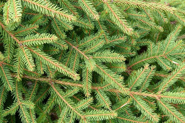 Las Ramas Verdes Fondo Árbol Coníferas Cerca —  Fotos de Stock