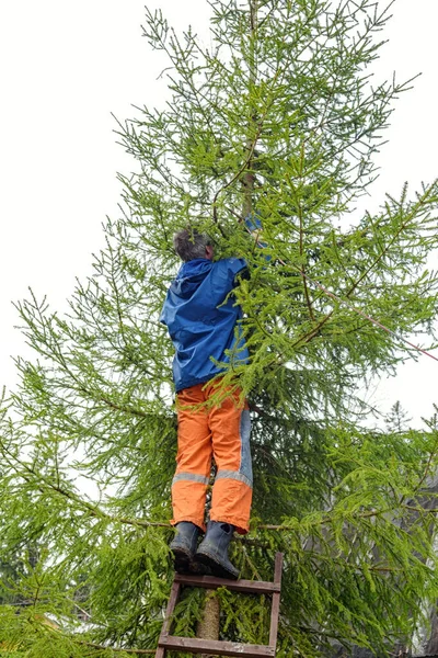 Uomo Chirurgo Albero Una Scala Lega Una Corda Segare Rami — Foto Stock