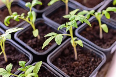 Karton kaplarda domates fideleri, pencere kenarında..