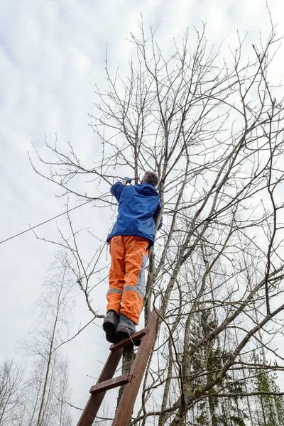 Man Tree Surgeon Ladder Ties Rope Sawing Branches Tree — Stock Photo, Image