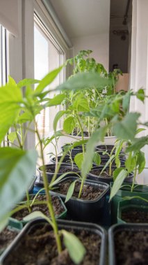 Pencere kenarındaki plastik kutularda dolmalık biber ve domates tohumları..