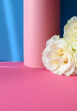 Beyaz güllü parlak pembe ve mavi bir arka plan. Minimalist yaz konsepti