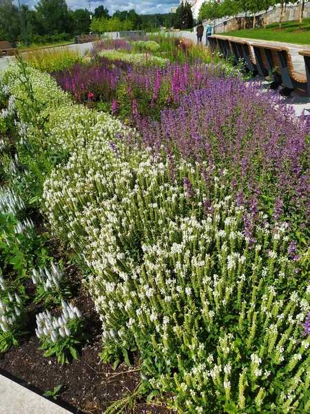 Beautiful Landscape Design Park Area Lots Flowers — Stock Photo, Image