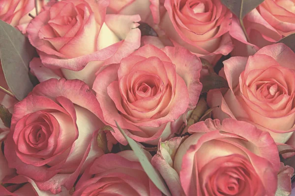 Pozadí Růže Barevné Růžové Stěny Pozadí — Stock fotografie