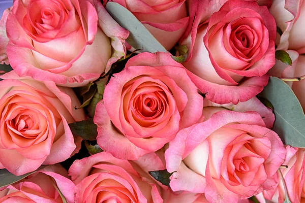 Pozadí Růže Barevné Růžové Stěny Pozadí — Stock fotografie