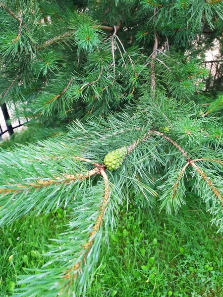 Rami Verdi Uno Sfondo Albero Conifere Primo Piano — Foto Stock