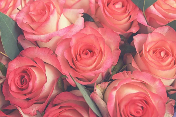 Krásné Růžové Pozadí Barevné Růžové Pozadí Stěny — Stock fotografie