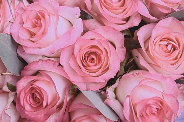 Krásné Růžové Pozadí Barevné Růžové Pozadí Stěny — Stock fotografie