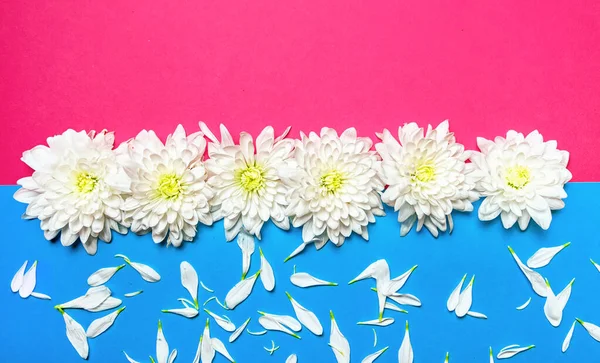 Concept of minimal nature and romance. White chrysanthemum flowers on a pastel pink and blue background with petals