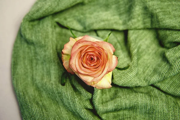 Rosa Rosa Sobre Tejido Punto Concepto Naturaleza Mínima Diseño Plano —  Fotos de Stock