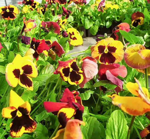 Garden pansies with yellow, bard and white petals. Hybrid pansies or tricolor Viola pansies. Yellow pansy flower, close-up of a tricolor viola in a spring garden.