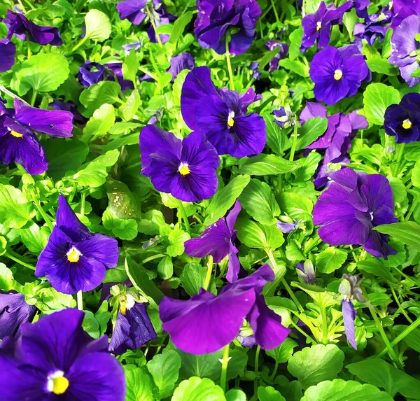Beautiful floral background of purple pansies, Purple viola flowers