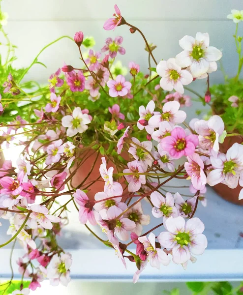 Saxifrajes Blancos Rosados Pequeños Sobre Fondo Claro Con Enfoque Suave — Foto de Stock