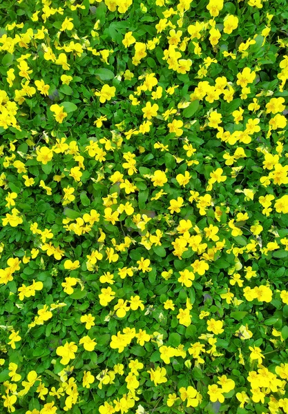 Serada Sarı Yapraklı Bahçe Menekşeleri Melez Hanım Evlatları Renkli Viola — Stok fotoğraf