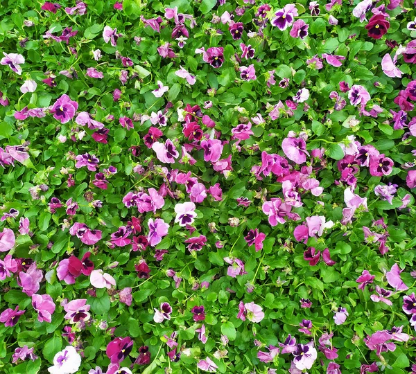 Pantalón Jardín Con Pétalos Rosados Pantaletas Híbridas Tricolor Viola Pansies — Foto de Stock