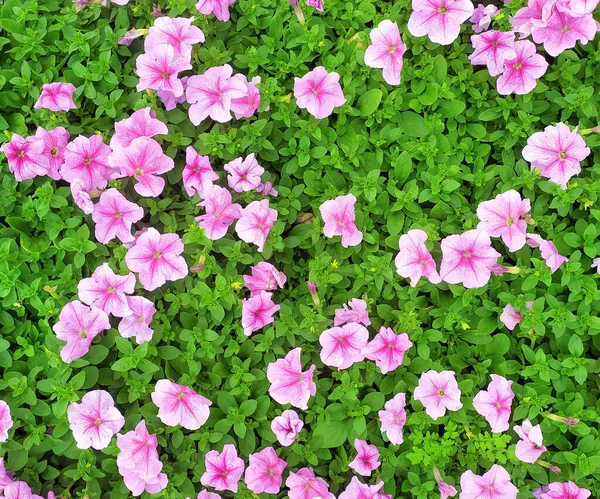 Flor Petúnia Rosa Petunia Hybrida Florescendo Uma Estufa — Fotografia de Stock