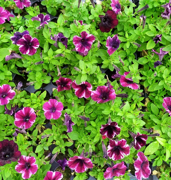 Hermosas Petunias Moradas Blancas Vista Superior — Foto de Stock