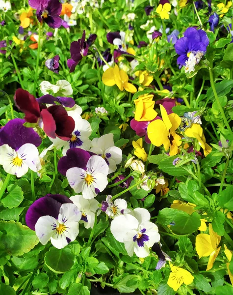 Farklı Renkte Nonoş Çiçeği Viyola Bahar Çiçeği — Stok fotoğraf