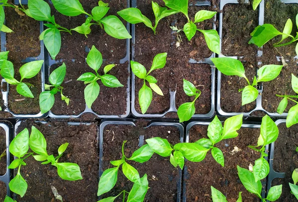 Pequeñas Plántulas Pimienta Recipientes Antes Plantar Greenhous Principal — Foto de Stock