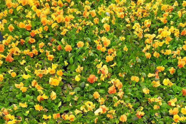 Pantalón Jardín Con Pétalos Naranja Invernadero Pantaletas Híbridas Tricolor Viola — Foto de Stock