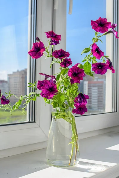 窓ガラスの花瓶に美しいペチュニアの花 夏気分 — ストック写真