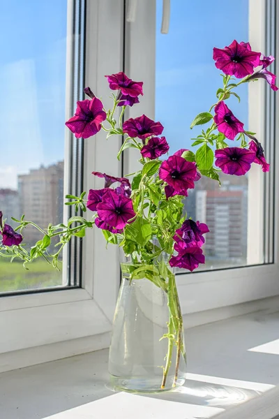 Lindas Flores Petúnia Vaso Vidro Peitoril Janela Humor Verão — Fotografia de Stock